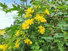 Senna pendula