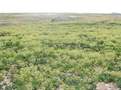 Lepidium cartilagineum