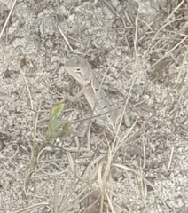 Diporiphora australis