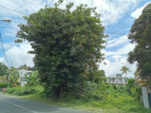 Ficus elastica image