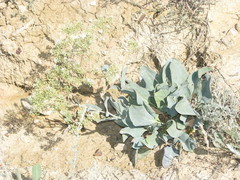 Lepidium cartilagineum