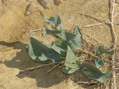 Lepidium cartilagineum