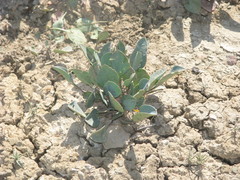 Lepidium cartilagineum