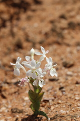 Lapeirousia pyramidalis