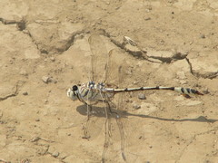 Lindenia tetraphylla