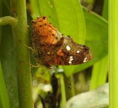 Hypanartia trimaculata