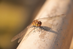 Sympetrum