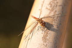 Sympetrum