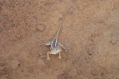 Chalarodon madagascariensis