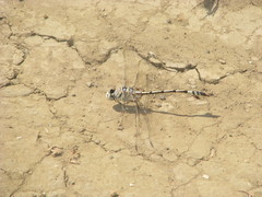 Lindenia tetraphylla