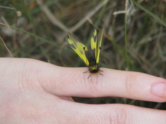 Libelloides macaronius