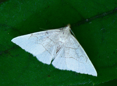 Macrochilo litophora