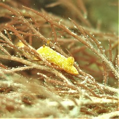 Rostanga arbutus