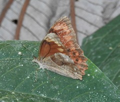 Lasiophila ciris