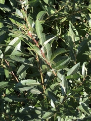Salix