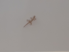 Ptyodactylus