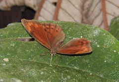 Lasiophila ciris