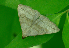 Zanclognatha obscuripennis