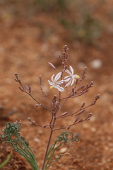 Trachyandra tortilis