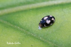 Hyperaspis festiva