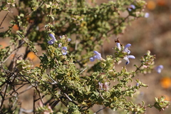 Salvia dentata