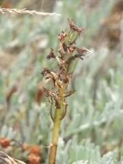Anacamptis morio caucasica