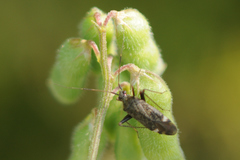 Closterotomus fulvomaculatus