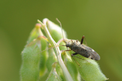 Closterotomus fulvomaculatus
