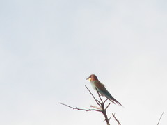 Merops apiaster