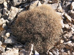 Hormathophylla spinosa