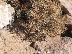 Hormathophylla spinosa