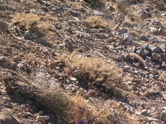 Astragalus granatensis