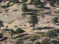 Juniperus sabina
