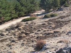 Hormathophylla spinosa