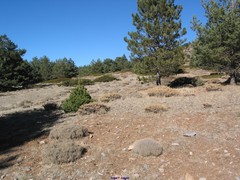 Hormathophylla spinosa