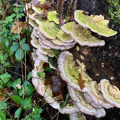 Trametes gibbosa