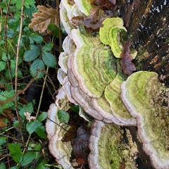 Trametes gibbosa