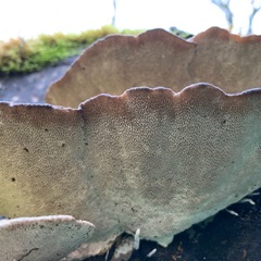 Trametes gibbosa