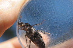 Nicrophorus humator