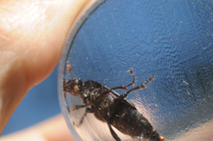 Nicrophorus humator