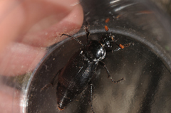 Nicrophorus humator