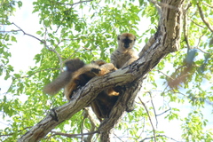 Eulemur rufifrons