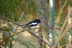 Copsychus albospecularis