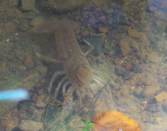 Procambarus kensleyi