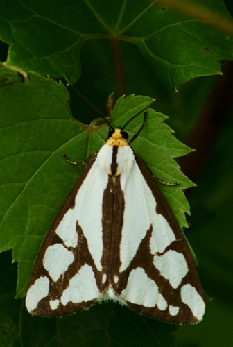 Reversed Haploa Moth photo 3