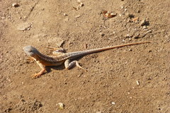 Chalarodon madagascariensis