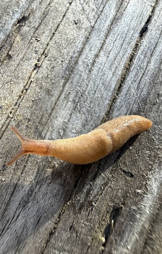 Deroceras reticulatum