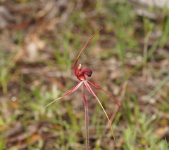 Caladenia formosa