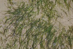 Zostera capensis