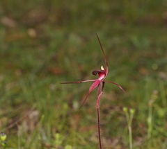 Caladenia formosa